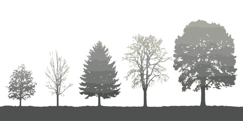 Set of five different colored silhouettes of trees including deciduous and coniferous species on ground. © Farik