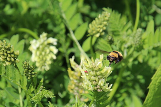bee on a flower