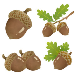 도토리 Acorn illustration © 하나 최