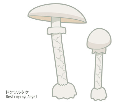 白い毒キノコ・ドクツルタケのイラスト素材（きのこ狩りの危険啓発・注意喚起）