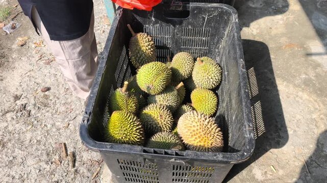 Fresh durian fruits just arrived from the farm are piled up for sale in the morning. Customers can choose based on their preference. The fruits are weighed to determine the price.