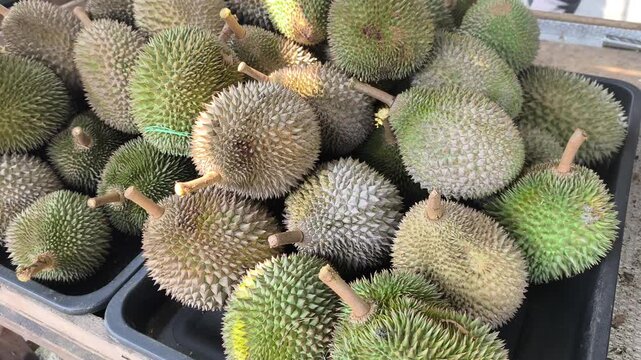 Fresh durian fruits just arrived from the farm are piled up for sale in the morning. Customers can choose based on their preference. The fruits are weighed to determine the price.