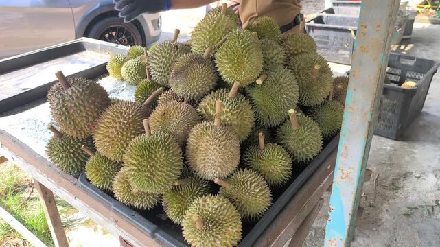 Fresh durian fruits just arrived from the farm are piled up for sale in the morning. Customers can choose based on their preference. The fruits are weighed to determine the price.