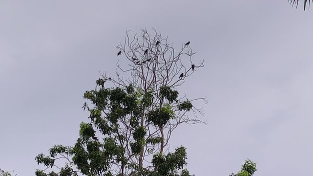 A flock of crows gathers on tree branches at dusk. Some birds fly around looking for a spot to roost. They are noisy and preparing to rest for the evening.