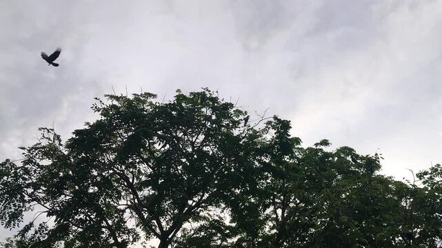 A flock of crows gathers on tree branches at dusk. Some birds fly around looking for a spot to roost. They are noisy and preparing to rest for the evening.