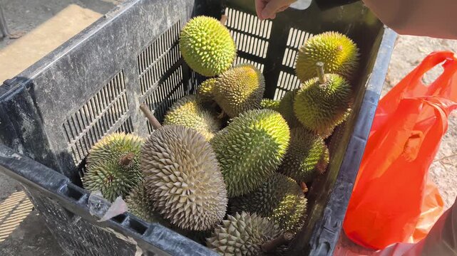 Fresh durian fruits just arrived from the farm are piled up for sale in the morning. Customers can choose based on their preference. The fruits are weighed to determine the price.