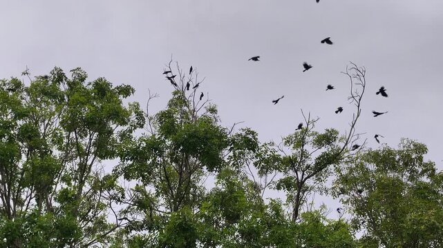 A flock of crows gathers on tree branches at dusk. Some birds fly around looking for a spot to roost. They are noisy and preparing to rest for the evening.