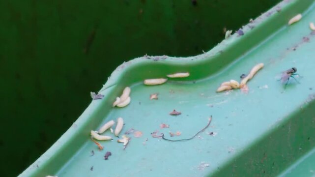 Close-up of a fly resting on the green side of a waste bin, surrounded by numerous white maggots. Illustrates the unsanitary environment and the insects associated with decomposing organic waste.