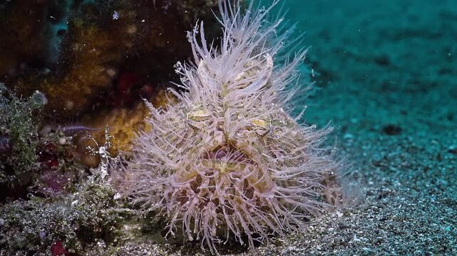 A Striated Frogfish or Hairy Frogfish or Anglerfish (Antennarius striatus) yawning large, with lure showing and hiding next to a reef