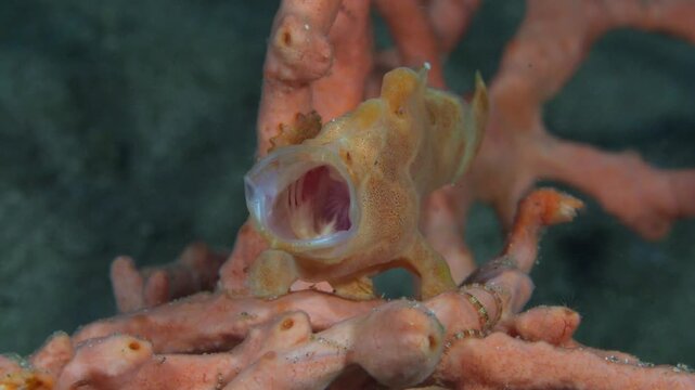 A Painted Frogfish (Antennarius pictus), or spotted frogfish, black angler or painted anglerfish yawning, while sitting on a sponge