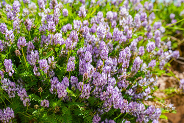 Obraz premium Purple Sweet Alyssum flowers covering the whole frame, vibrant ground cover blooming in summer