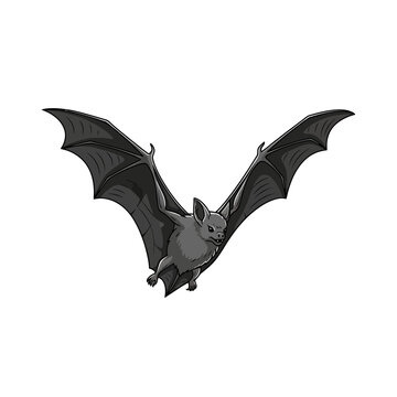 Gray bat flying, wings spread, isolated