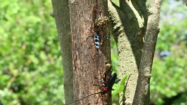 同じ木にいる特定外来生物クビアカツヤカミキリと在来種ルリボシカミキリ（外来種問題・生態系）