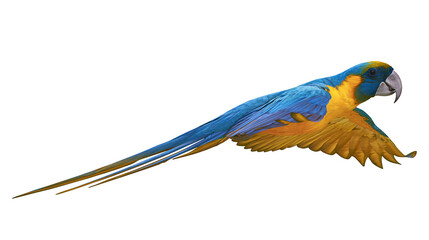Blue and yellow macaw parrot in flight, isolated on transparent background © STUDIOP