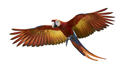 Scarlet macaw parrot with vibrant red yellow and blue feathers in flight, isolated on transparent background © STUDIOP