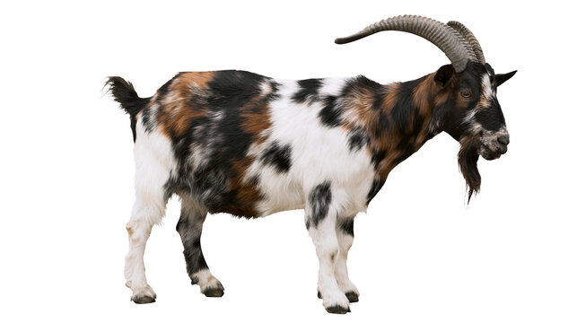 Spotted male goat with curved horns, isolated on transparent background