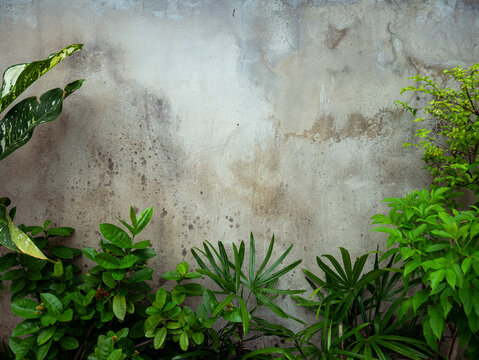 Tropical Green Plants Against Weathered Grey Concrete Wall Natural Background Urban Garden Lush Foliage Grunge Texture Botanical