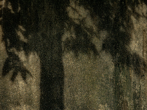Dark Damp Asphalt Ground with Tree Shadow Pattern, Moody Urban Texture Background