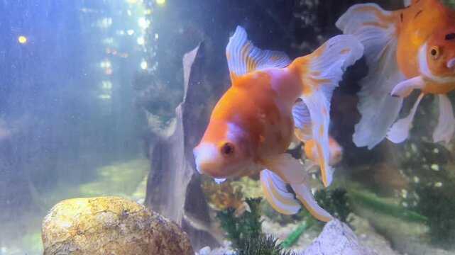 gold fish pets swimming around in the naturally decorated aquarium with water bubbles coming out from the filter 