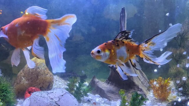 gold fish pets swimming around in the naturally decorated aquarium with water bubbles coming out from the filter 
