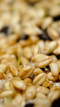 Time-lapse of a wheat plants growing fast from soil, conceptual life evolution.