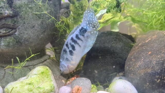 tropical blue gourami fish finding algae food at the bottom of the aquarium tank