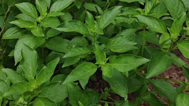 Fresh basil leaves, grown in our own home garden. High-quality leaves from an herb used as a spice in medicine and cooking.
