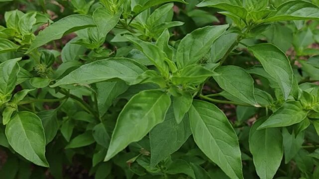 Fresh basil leaves, grown in our own home garden. High-quality leaves from an herb used as a spice in medicine and cooking.