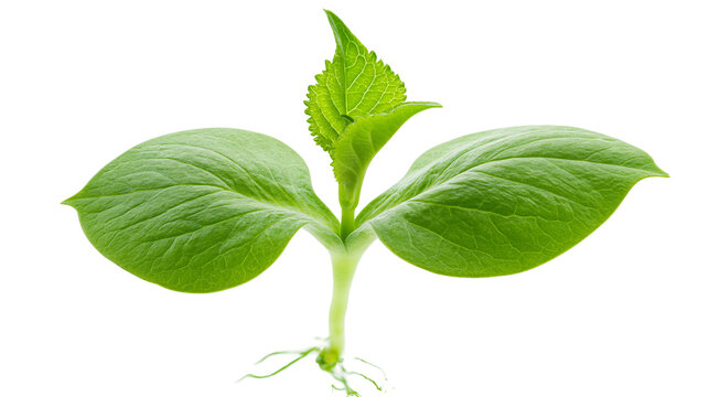 Young green seedling with delicate roots, isolated on transparent background