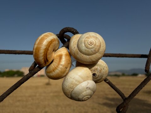 Snail shells clinging to a rusty metal fence link, forming a small cluster in the summer outdoors with a blue sky and agricultural field in the background, showing nature's resilience