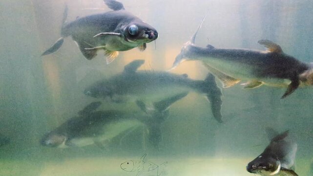 a group of black Iridescent sharks or cat fish swimming around in a gloomy fish tank 