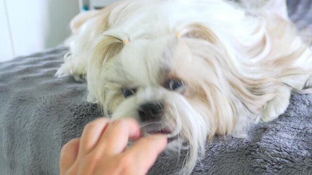 Long-haired Shih Tzu relaxing on bed while playfully mouthing its owner's hand from the owner's perspective.