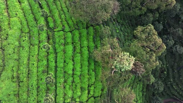 Top aerial view of tea plantation rows and tropical landscape