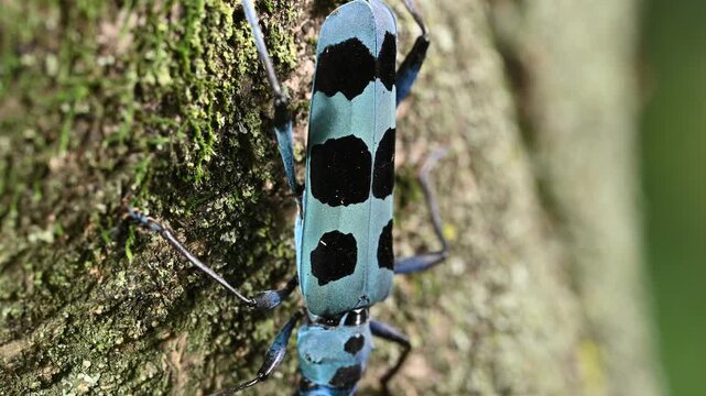 ルリボシカミキリの胴体のアップ