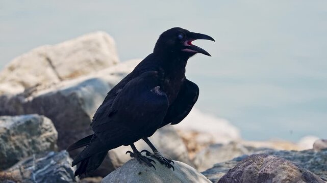 Raven sitting in the shade along Utah lake during the hot summer heat.