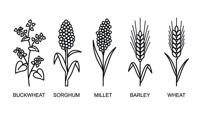 Agricultural grain types labeled black line icons.