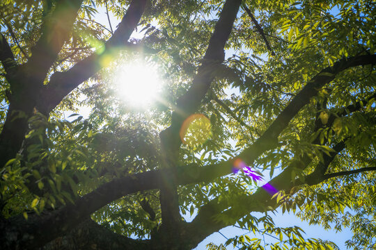 looking up through green tree leaves and branches with bright sun rays and colorful lens flares isolated on transparent background