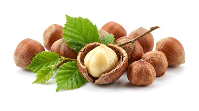 Fresh Hazelnuts with Green Leaves Isolated on White Background
