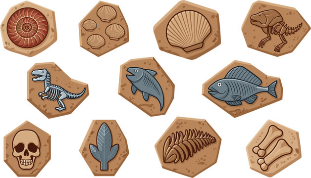  Prehistoric dinosaur fossil vector set with flat design ammonite skeleton bones and fern leaf elements