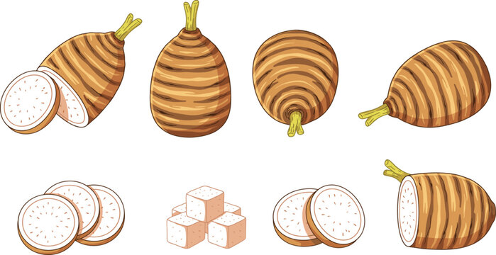 Fresh Taro Root Vector Illustration Set Featuring Whole Corms Cut Halves Round Slices and Diced Cubes for Culinary Menus and Asian Dessert Packaging Designs