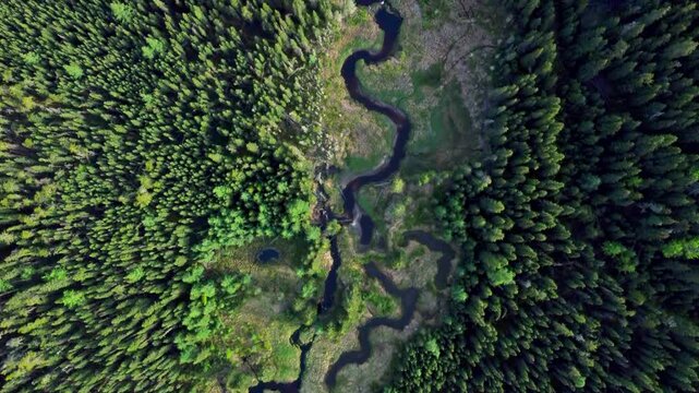 Top-down drone view of a winding creek and boreal forest in Northern Alberta, Canada