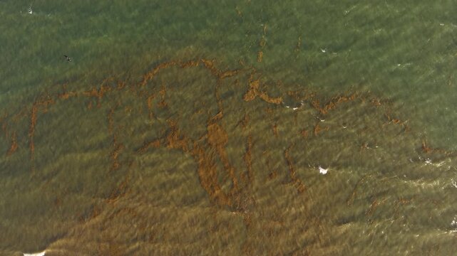 Aerial drone view of coastal water with floating sargassum patches moving near shore as frigatebirds glide above the sea, capturing marine habitat and shoreline movement.