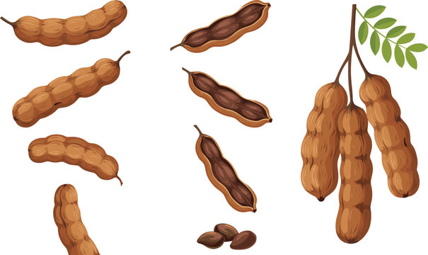 Fresh Tamarind Fruit Vector Illustration Set with Whole Pods Open Shells Seeds and Leafy Branch for Spice Packaging and Tropical Food Designs