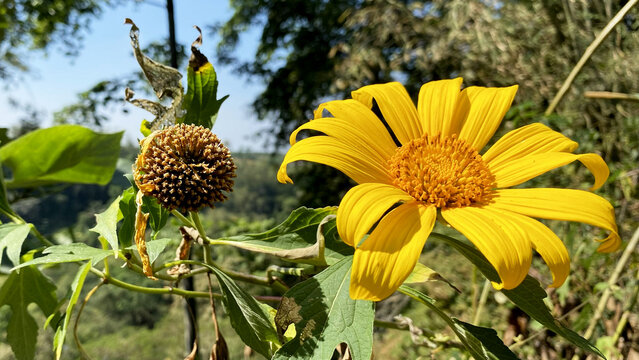 Yellow sunflower flower and brown dried seed head
