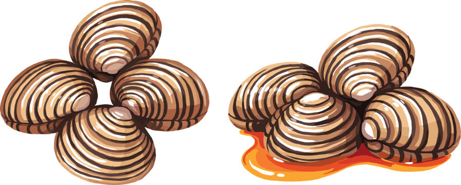 Fresh Clam Seafood Vector Set with Grouped Raw Bivalve Shells and Sauced Cockles for Marine Product Packaging and Restaurant Menu Graphic Designs