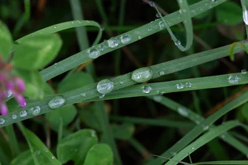 Green grass blades with sparkling morning dew drops © Elena