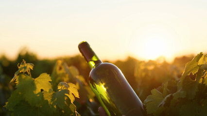 Obraz premium Green Wine Bottle Tilted in a Bordeaux Vineyard at Sunset