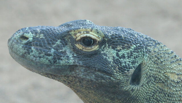 Extreme Close Up Profile of a Komodo Dragon Head