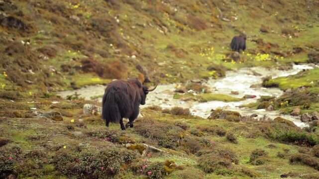 Yak Grazing Beside Mountain Stream in Tawang, Arunachal Pradesh