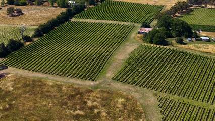 Obraz premium Aerial View of Geometric Grapevine Rows in Murrumbateman Australia